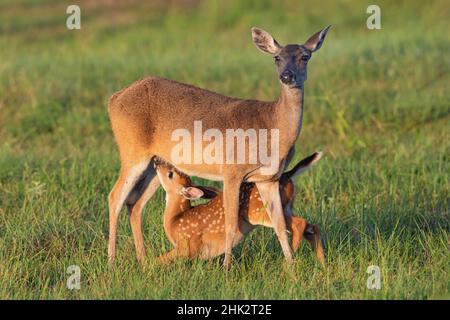 Cerf de Virginie (Odocoileus virginianus) femelle avec jeune Banque D'Images
