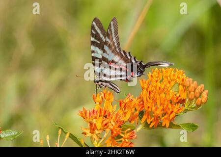 Queue de cygne de zèbre (Protographium marcellus) sur le moulus de papillons (Asclepias tuberosa) Comté de Marion, Illinois. Banque D'Images