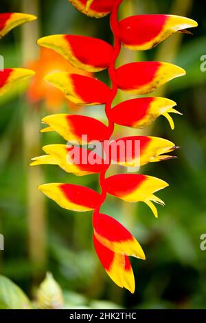 Belize, Amérique centrale.Perroquets d'orange et de rouge beak fleur. Banque D'Images