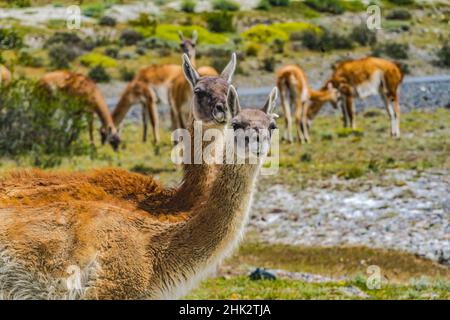 Guanacos lamas sauvages mangeant du sel, Atacama Salt Flats, parc national Torres del Paine, Patagonie, Chili Banque D'Images