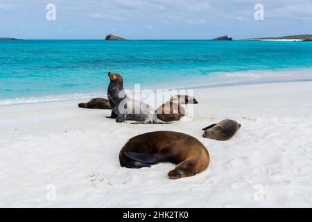 Les Lions de mer de Galapagos (Zalophus californianus wollebaeki), la baie Gardner, l'île d'Espanola, les îles de Galapagos, Équateur. Banque D'Images