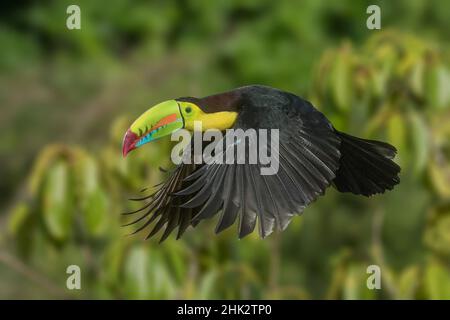 Costa Rica.Toucan facturé au keel en vol. Banque D'Images