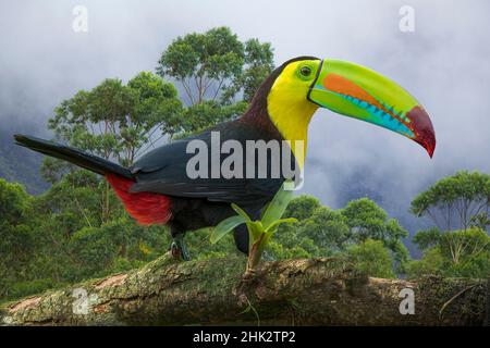 Costa Rica.Gros plan composite du toucan facturé au keel. Banque D'Images