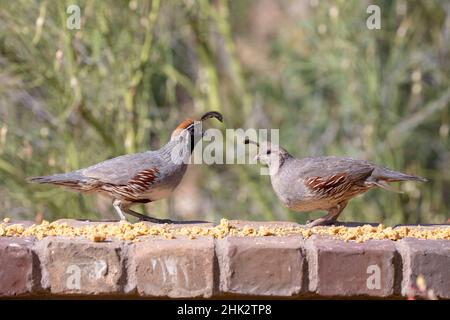 États-Unis, Arizona, Buckeye.Une paire de caille de Gambel se nourrissant sur un mur de briques. Banque D'Images