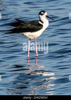 États-Unis, Floride, Sarasota, Parc d'État de la rivière Myakka, pilotis à col noir Banque D'Images