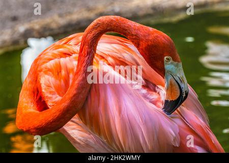 Flamingo américain coloré, Floride. Banque D'Images