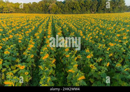 Vue aérienne d'un champ de tournesol au lever du soleil, comté de Jasper, Illinois Banque D'Images