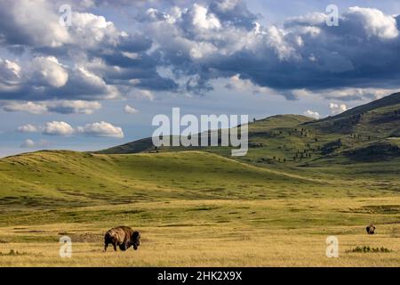 Bisons broutant dans la National Bison Range de Moiese, Montana, États-Unis Banque D'Images