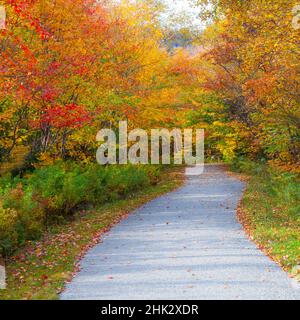 États-Unis, New Hampshire, Franconia, route à une voie avec des feuilles d'automne tombées et bordée d'érable et de bouleau de couleur automnale en rouge et or. Banque D'Images