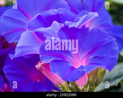 Portugal, Aveiro.Blue Morning Glory, Ipomoea indica, en pleine croissance sauvage dans le quartier historique d'Aveiro. Banque D'Images