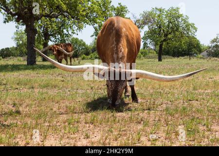 Marble Falls, Texas, États-Unis.Bétail Longhorn dans le Texas Hill Country. Banque D'Images