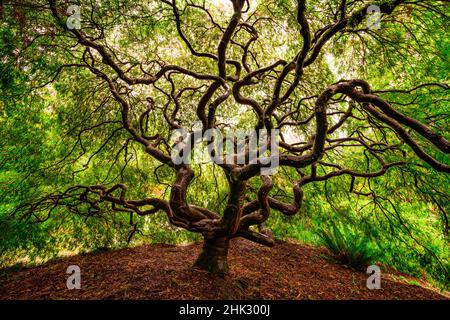 États-Unis, Washington, Seattle.Érable japonais avec branches torsadées. Banque D'Images