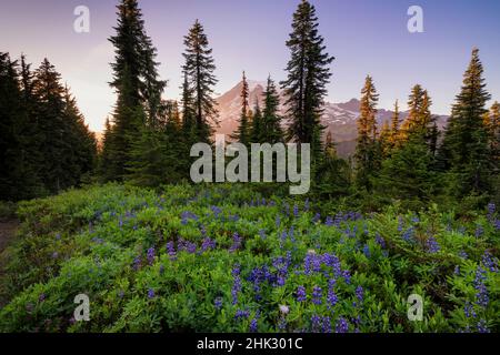 États-Unis, Washington, parc national du Mont Rainier.Prairie alpine et Mt.Rainier. Banque D'Images