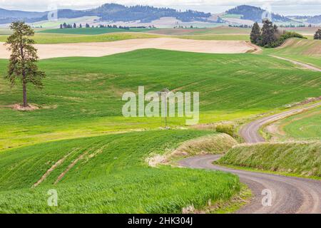 Palouse, État de Washington, États-Unis.Route de terre qui s'enroule à travers les champs de blé dans les collines de Palouse. Banque D'Images