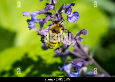 Issaquah, État de Washington, États-Unis.Abeille pollinisant un chier de Walker (Nepeta Walker's Low) Banque D'Images