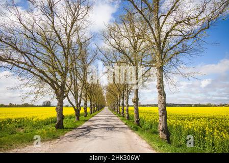 Suède, île Gotland, Romakloster, route de campagne avec fleurs jaunes au printemps Banque D'Images