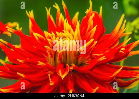 Rouge jaune orange dinnerplate dahlia floraison. Dahlia nommé Show N Tell Banque D'Images