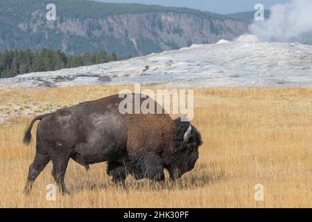 États-Unis, Wyoming, parc national de Yellowstone, Upper Geyser Basin.Bisons américains monomâles, alias buffle, devant Old Faithful Geyser. Banque D'Images