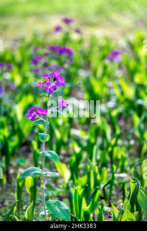 Usine Silver Dollar au printemps, États-Unis Banque D'Images