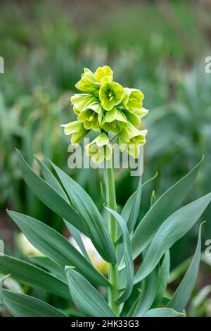 Fritilaria persica, États-Unis Banque D'Images