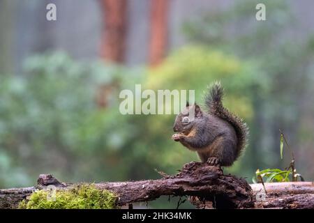 Douglas Squirrel debout sur une bûche mangeant un écrou. Banque D'Images