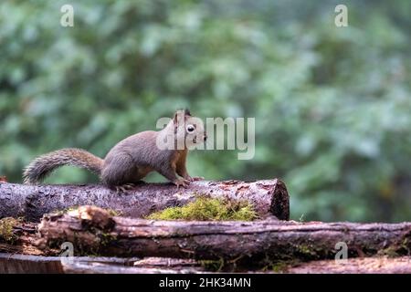 Douglas Squirrel debout sur une bûche. Banque D'Images