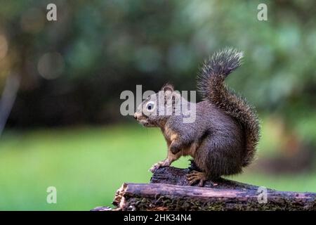 Douglas Squirrel debout sur les pattes arrière. Banque D'Images