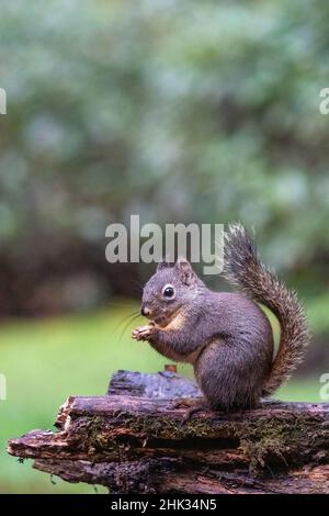 Douglas Squirrel debout sur une bûche mangeant une arachide. Banque D'Images