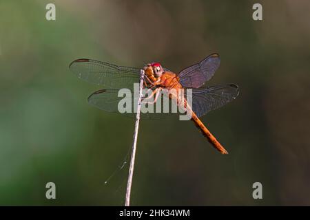 Pennant à queue rouge (Brachymesia furcata) reposant sur la perche Banque D'Images