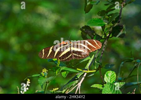 Zebra Heliconius (Heliconius arithmétique) alimentation Banque D'Images