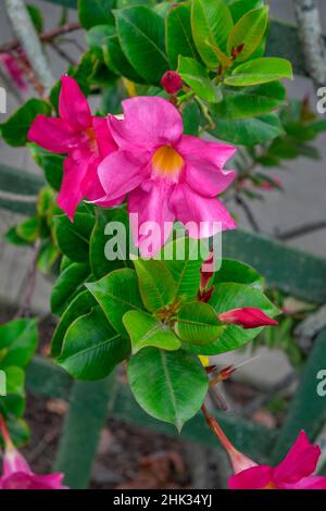 Mandevilla, vigne d'amour mexicaine Banque D'Images