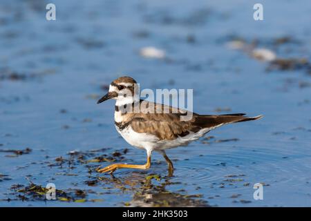 Killdeer (Charadrius vociferus) se nourrissant dans la zone humide du comté de Marion, Illinois. Banque D'Images