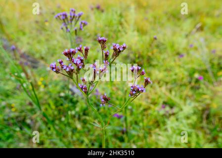 Purple-top ou Buenos Ayres verbena (Verbena bonariensis) croissant dans un enclos près de la Nouvelle-Galles du Sud, en Australie Banque D'Images