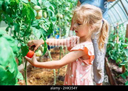 Petite fille cueillant de la tomate mûre rouge tout en moissonnant avec grand-mère en serre Banque D'Images