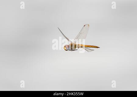 Wandering Glider (Pantala flavescens) en vol Marion County, Illinois. Banque D'Images