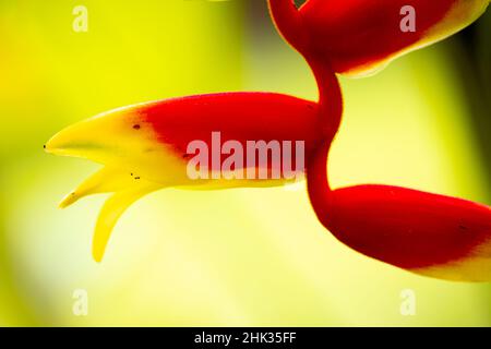 Belize, Amérique centrale.Perroquets d'orange et de rouge beak fleur. Banque D'Images