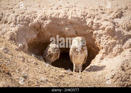 États-Unis, Arizona.Deux hiboux d'andainage à l'entrée des terriers. Banque D'Images