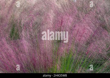 L'Herbe Muhly rose Banque D'Images