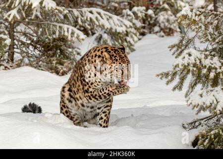 Amur Leopard (captif) en hiver, Panthera pardus orientalis. Sous-espèce léopard originaire de la région de Primorye dans le sud-est de la Russie et du Jilin P. Banque D'Images