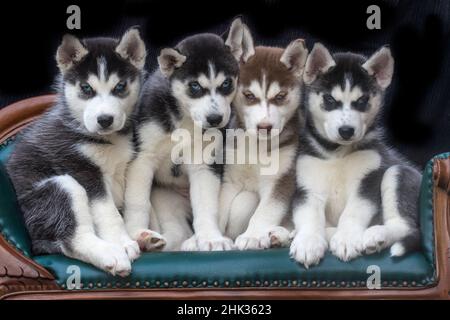 Chiots Husky sibériens sur un canapé. Banque D'Images