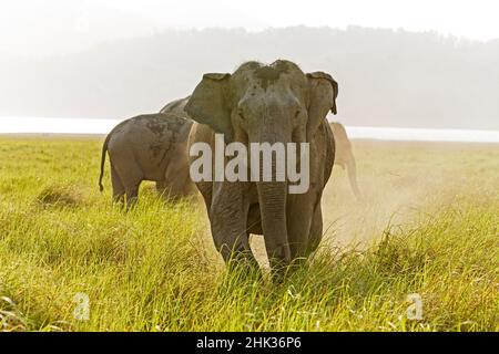 Eléphants asiatiques en charge, parc national de Corbett, Inde. Banque D'Images