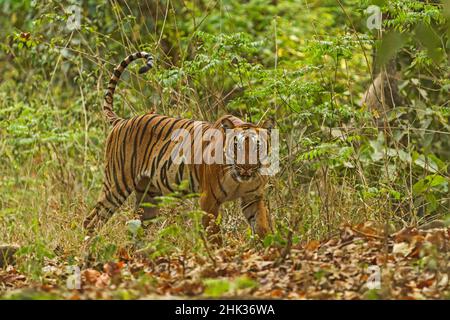 Tigre dans la forêt de Sal. Parc national de Corbett, Inde. Banque D'Images