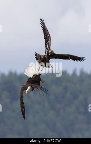 Mauvais aigle immature essayant de voler un repas d'un adulte. Banque D'Images