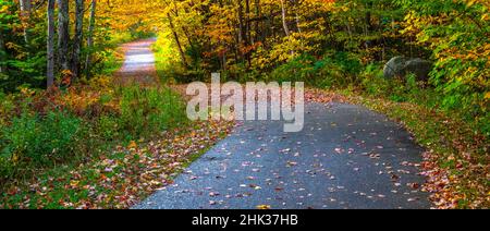 États-Unis, New Hampshire, Franconia, route à une voie avec des feuilles d'automne tombées et bordée d'érable et de bouleau de couleur automnale en rouge et or. Banque D'Images