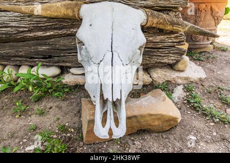 Castroville, Texas, États-Unis.Crâne de vache appuyé contre un bâtiment historique dans le Texas Hill Country. Banque D'Images