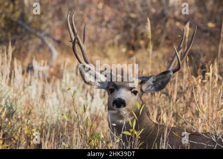 Mule Deer Buck, gros plan portrait d'automne Banque D'Images