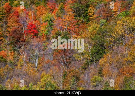 Etats-Unis, Nouvelle-Angleterre, Vermont, Plymouth, couleurs d'automne à flanc de colline Banque D'Images