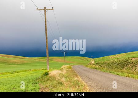 Steptep, État de Washington, États-Unis.Route de terre à travers les champs de blé sous les nuages de tempête dans les collines de Palouse. Banque D'Images