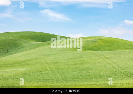 Garfield, État de Washington, États-Unis.Champs de blé vert dans les collines de Palouse. Banque D'Images