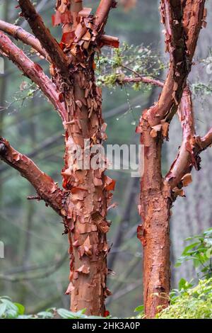 Issaquah, État de Washington, États-Unis.Érable à écorce de papier (Acer griseum) avec écorce rouge qui s'écaille le jour de la brume. Banque D'Images